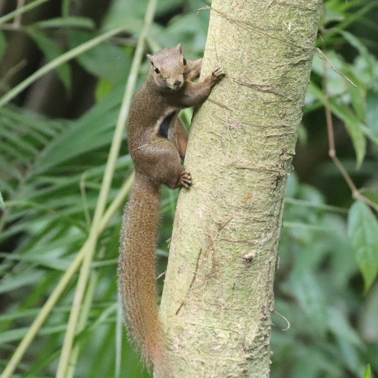 Plantain Squirrel