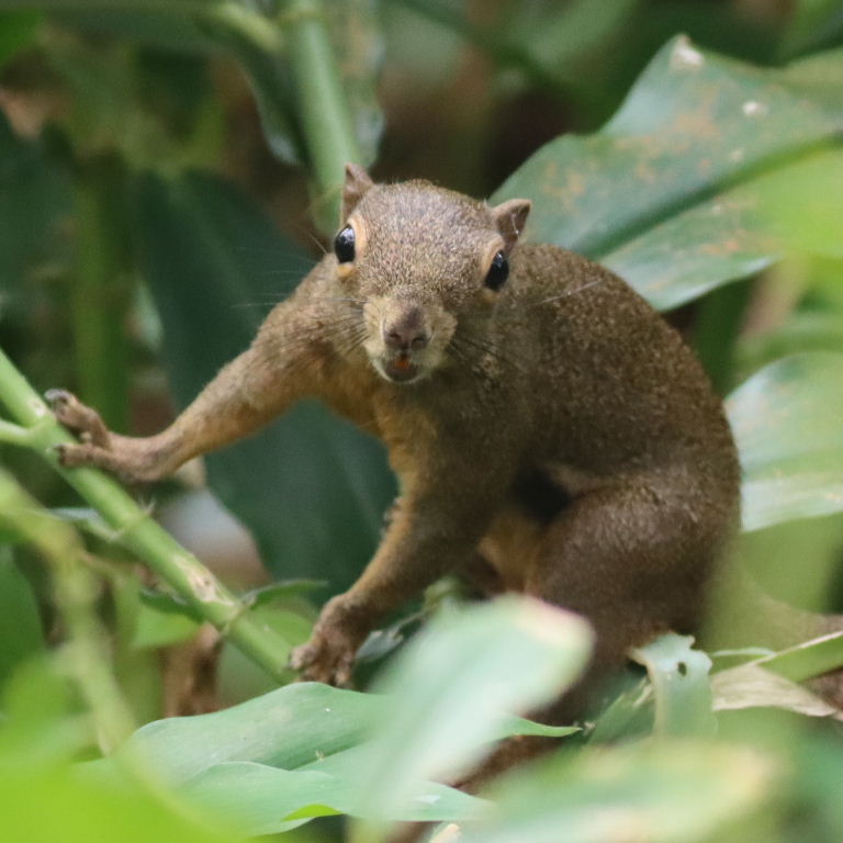 Plantain Squirrel