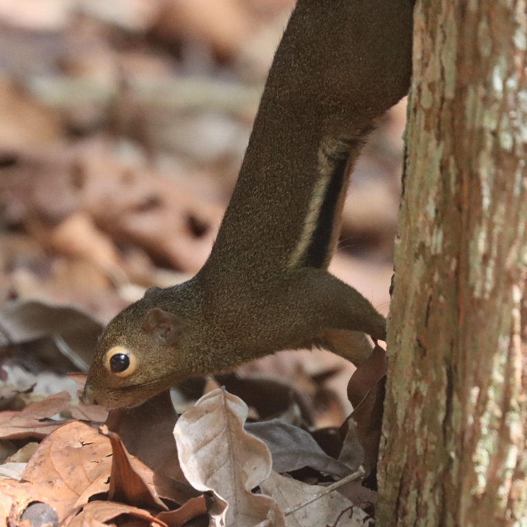 Plantain Squirrel