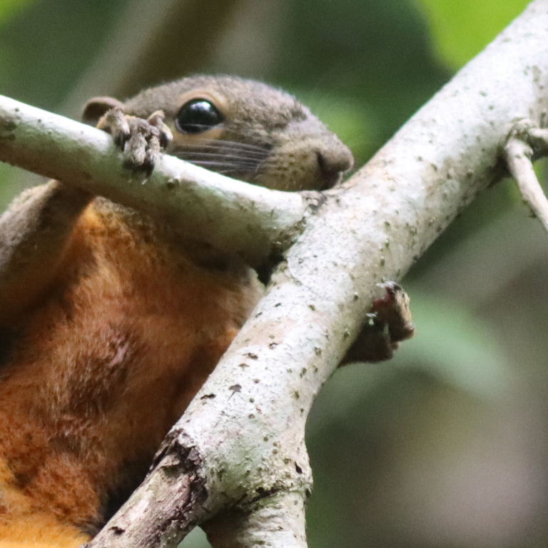 Plantain Squirrel