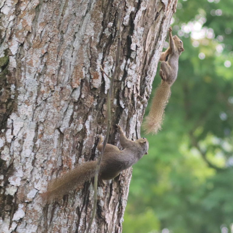 juvenile Plantain Squirrels