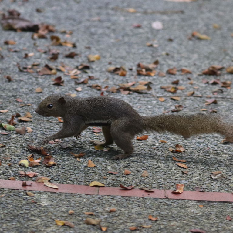 Plantain Squirrel