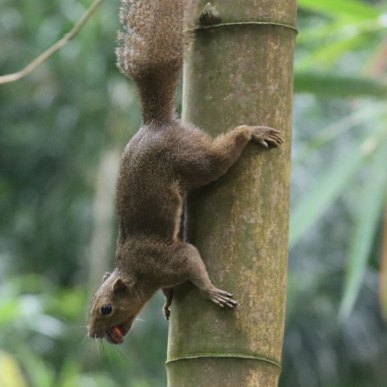Plantain Squirrel