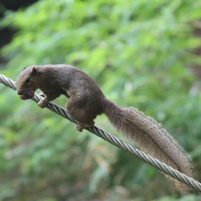Plantain Squirrel