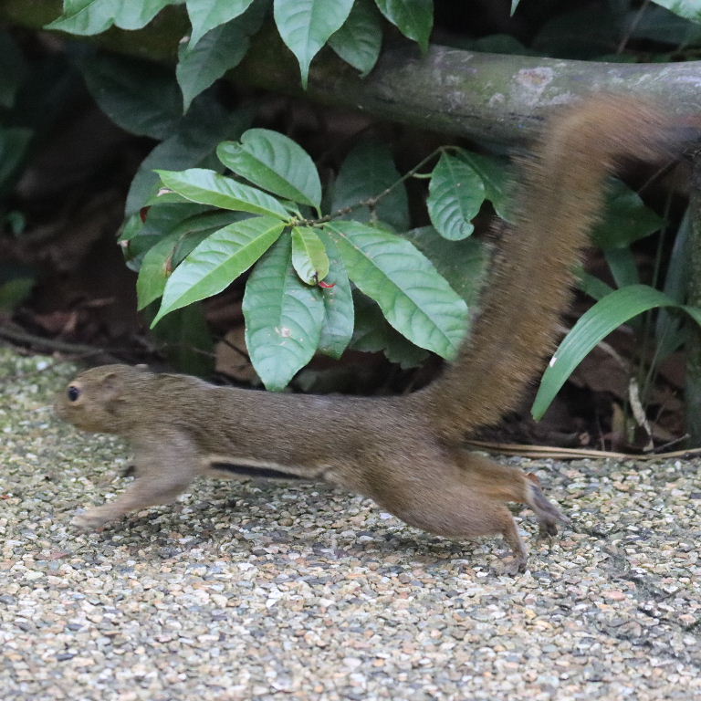 Plantain Squirrel