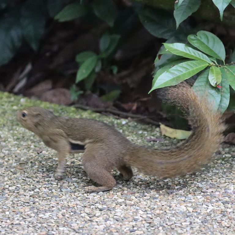 Plantain Squirrel