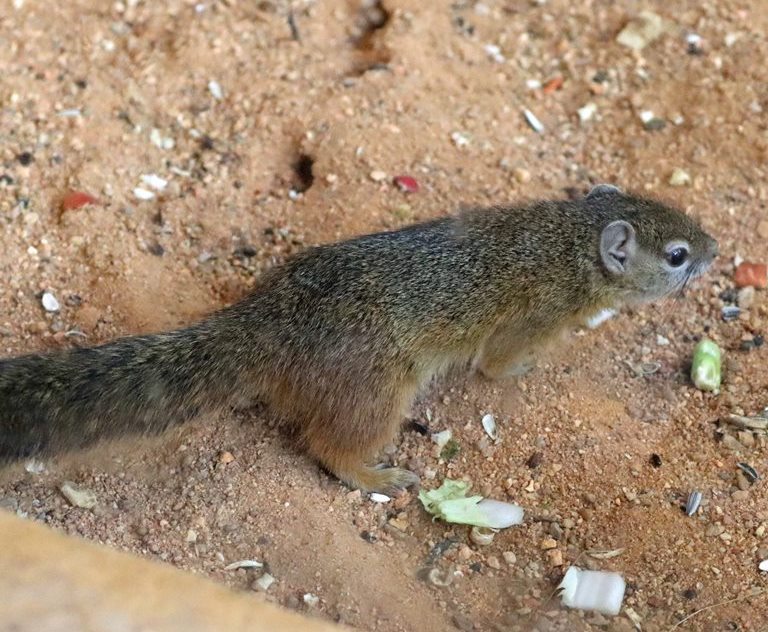 Smith's Bush Squirrel