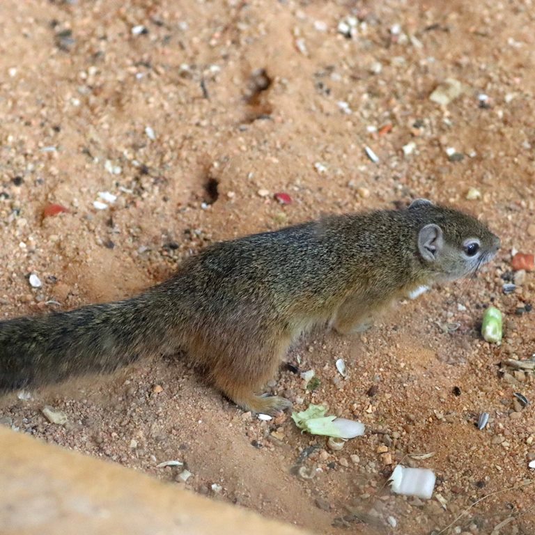 Smith's Bush Squirrel