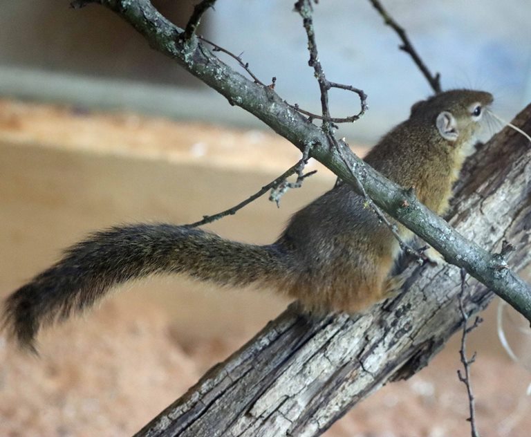 Smith's Bush Squirrel