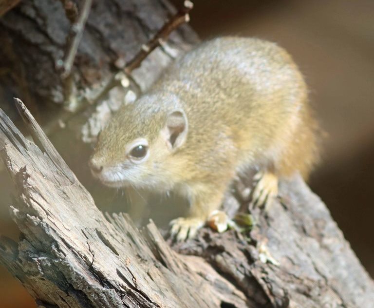 Smith's Bush Squirrel