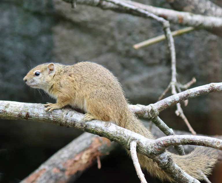 Smith's Bush Squirrel