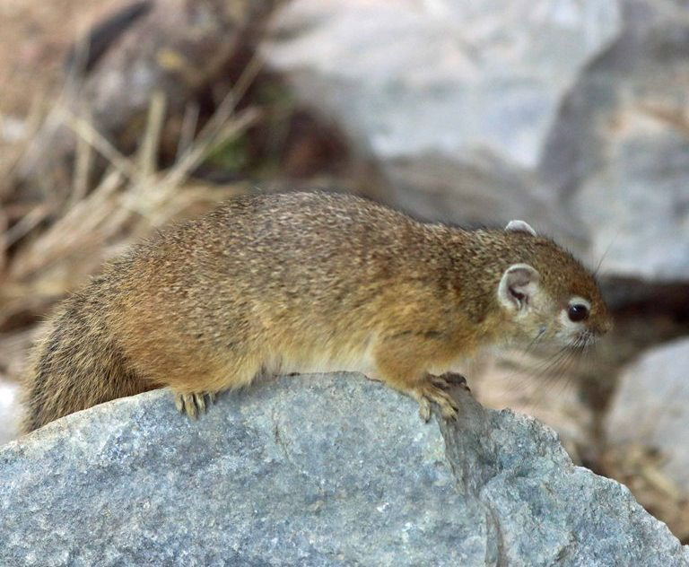 Smith's Bush Squirrel