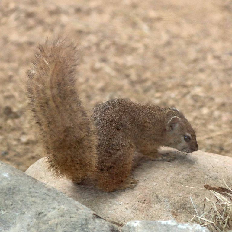 Smith's Bush Squirrel