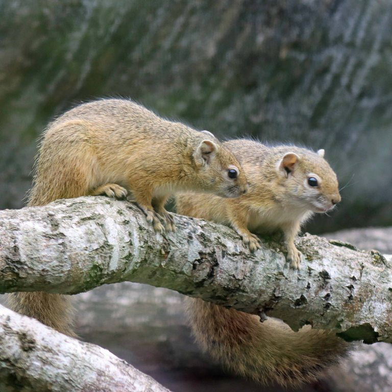 Smith's Bush Squirrel