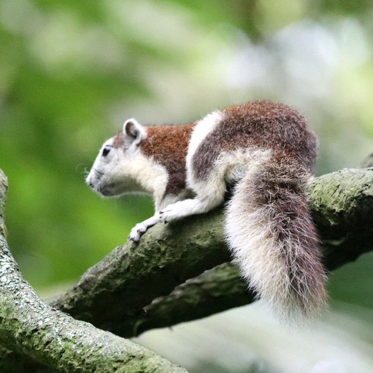 Variable Squirrel