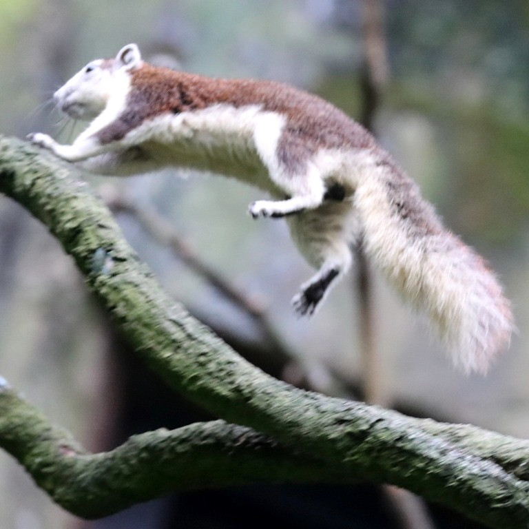Variable Squirrel