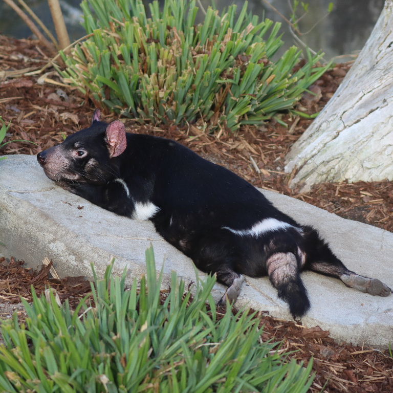 Tasmanian Devil