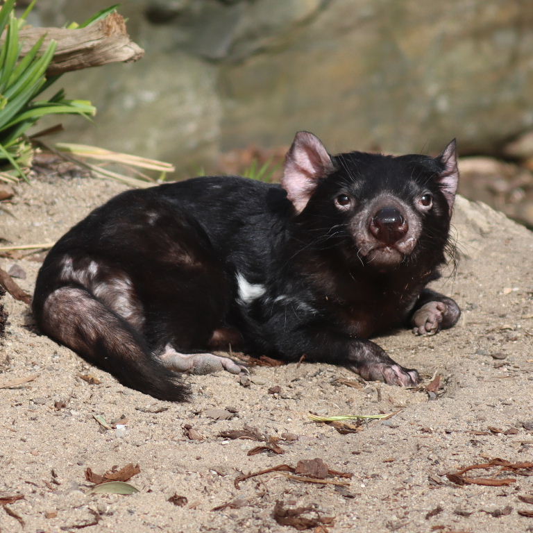 Tasmanian Devil