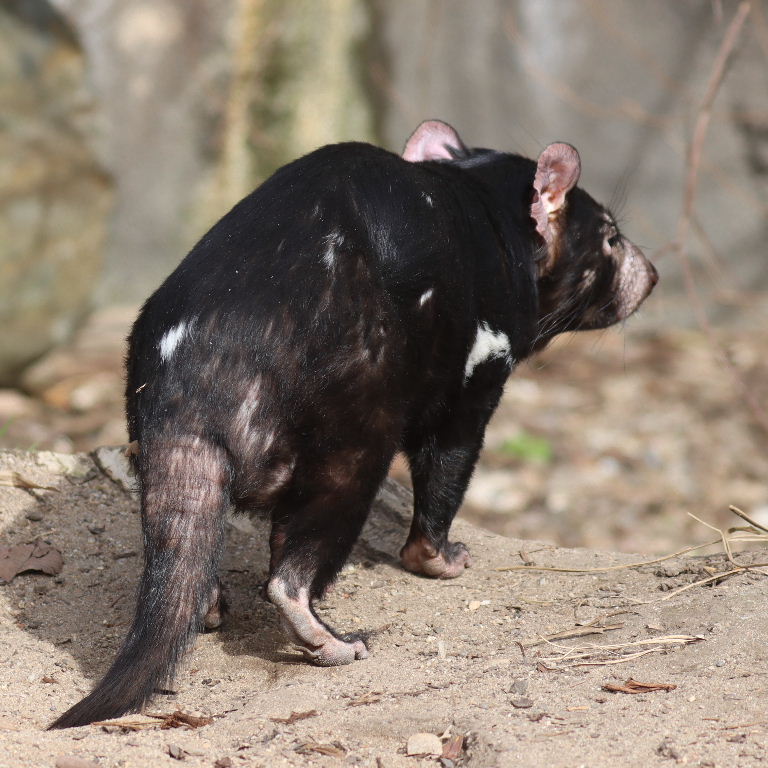 Tasmanian Devil