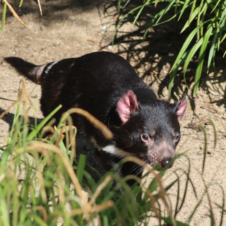 Tasmanian Devil