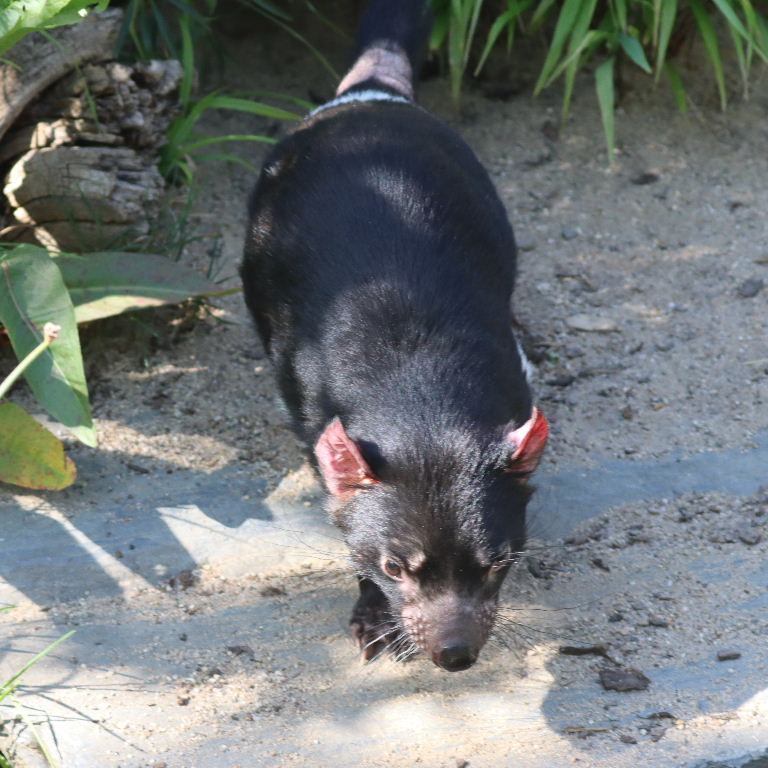 Tasmanian Devil