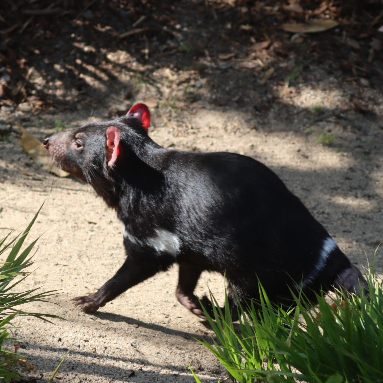 Tasmanian Devil