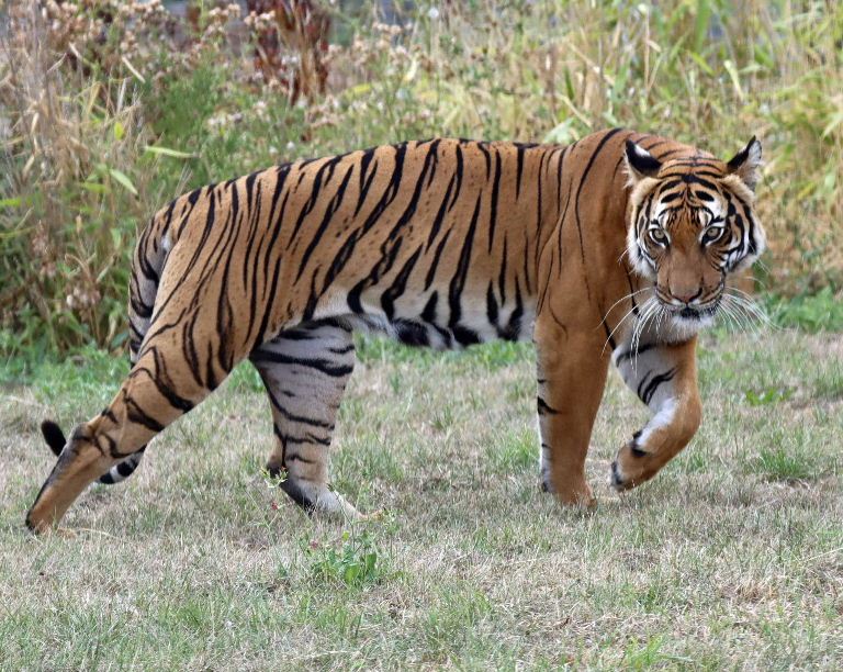 Malaysian Tiger