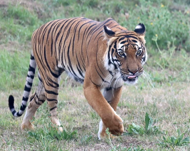 Malayan Tiger