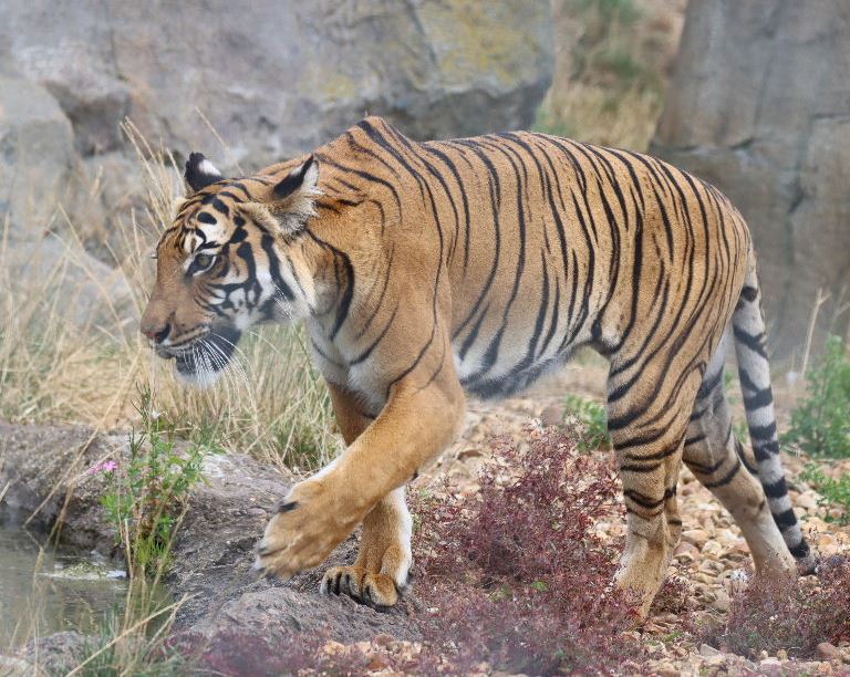 Malayan Tiger