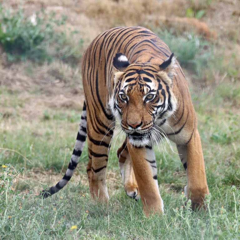 Malayan Tiger