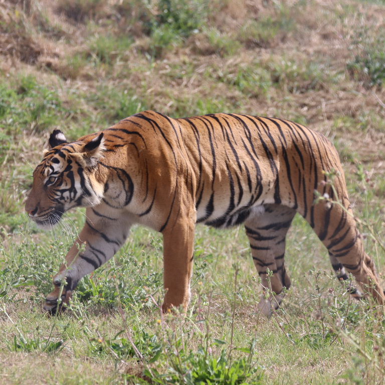 Malayan Tiger