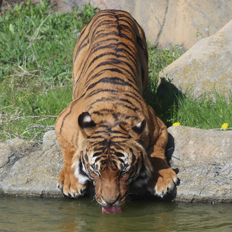 Malaysian Tiger