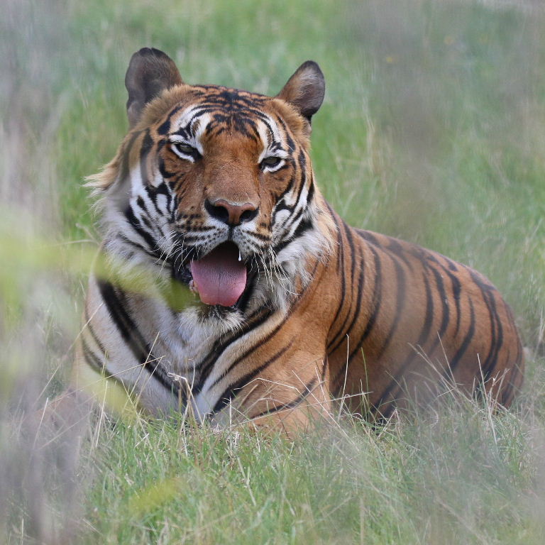 Malaysian Tiger