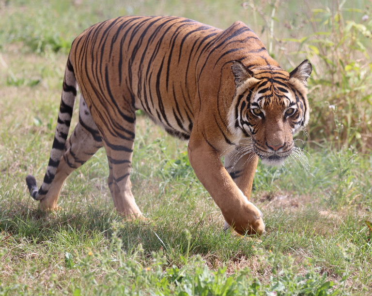 Malaysian Tiger