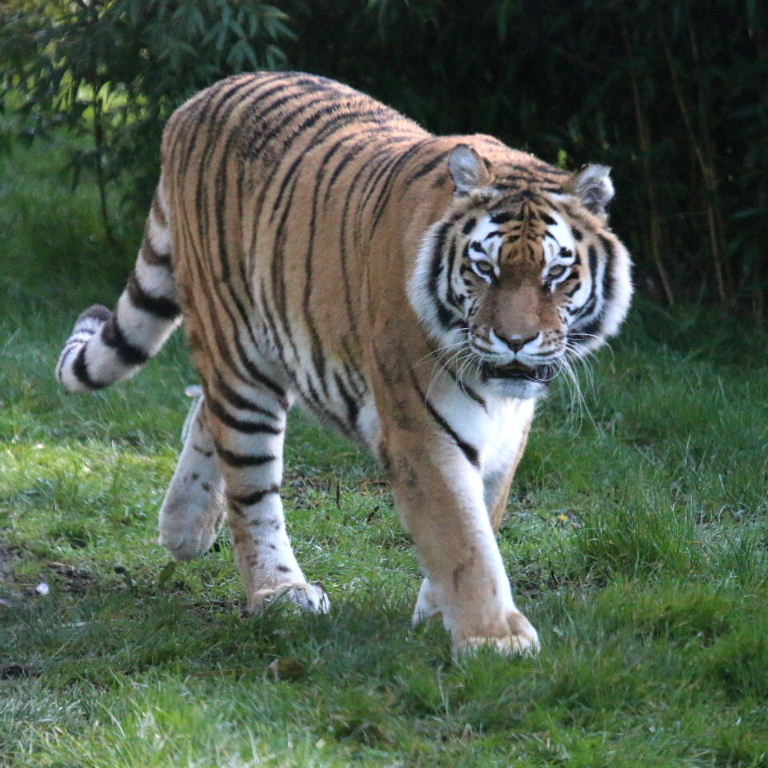 Siberian Tiger