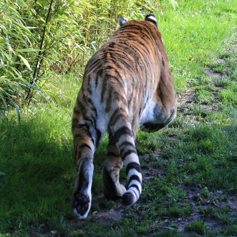 Siberian Tiger