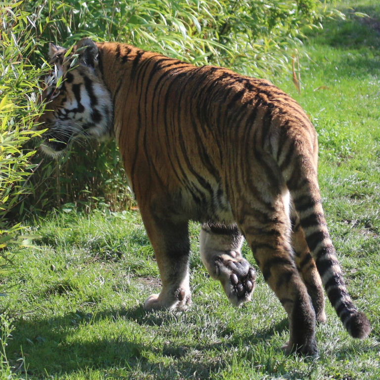 Siberian Tiger