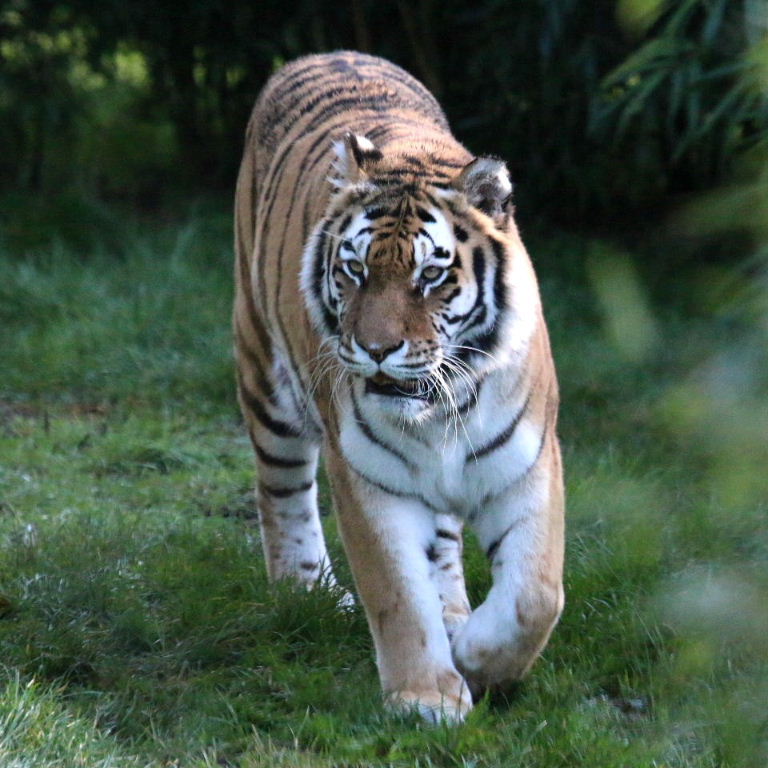 Siberian Tiger