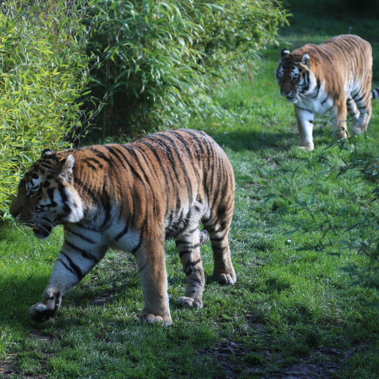 Siberian Tigers