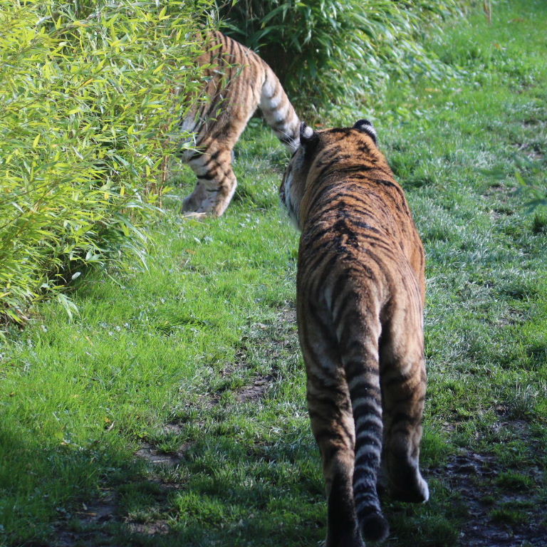 Siberian Tigers