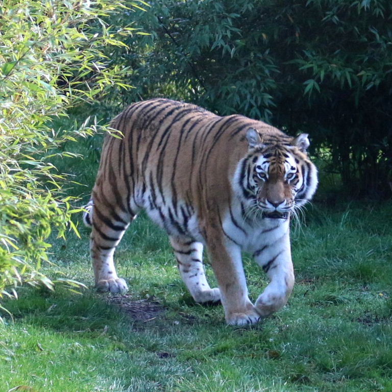 Siberian Tiger