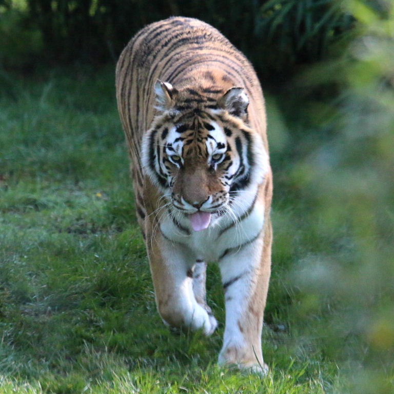 Siberian Tiger