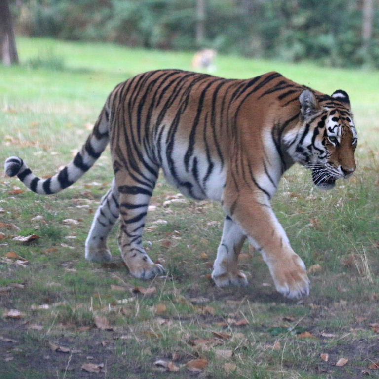 Siberian Tiger