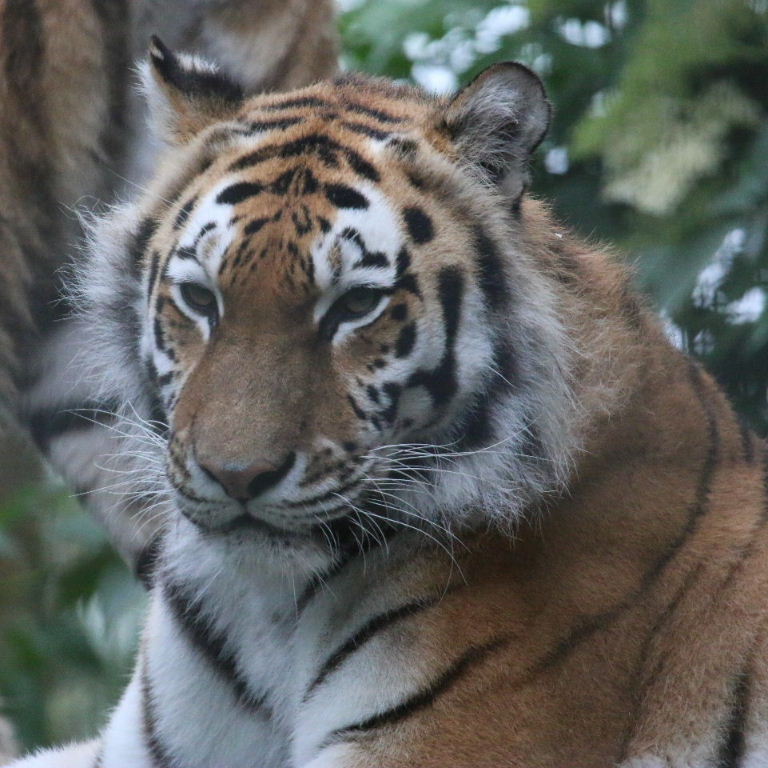 Amur Tiger