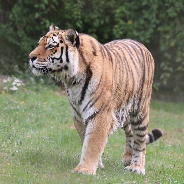 Amur Tiger