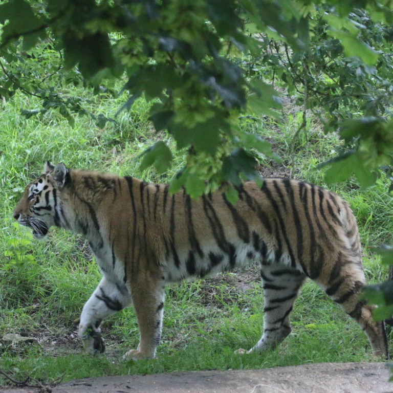 Amur Tigers