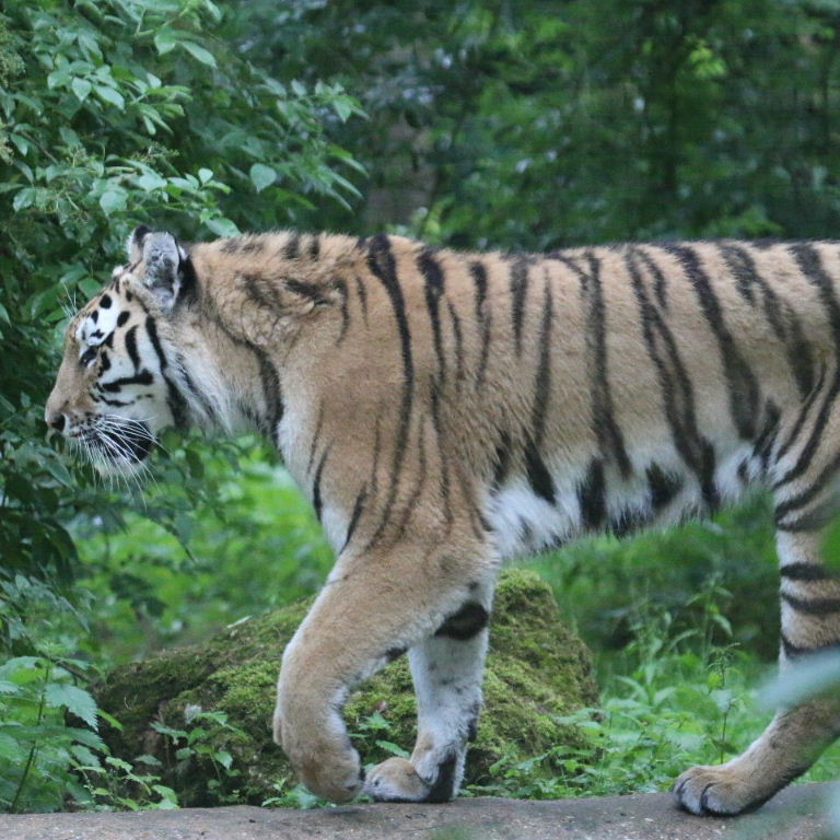 Siberian Tiger