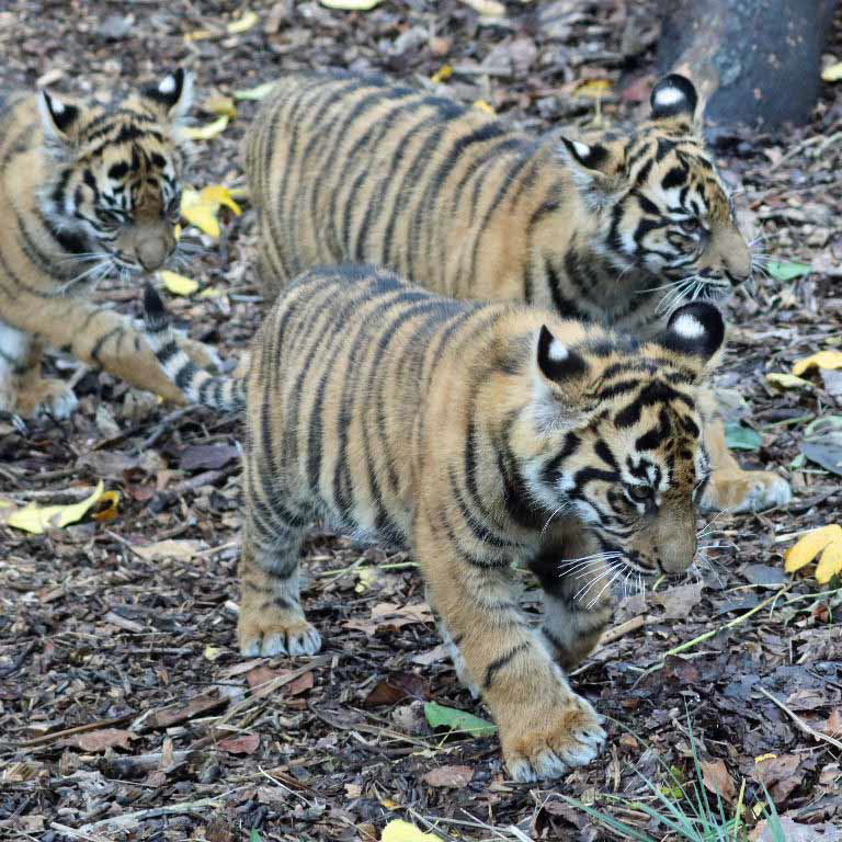Sumatran Tiger cubs