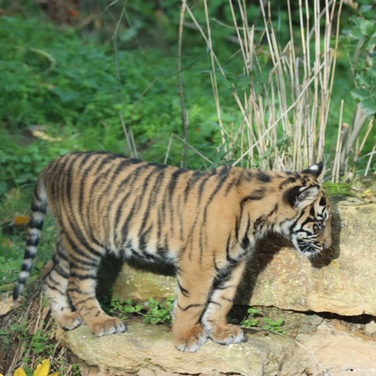Sumatran Tiger cubs