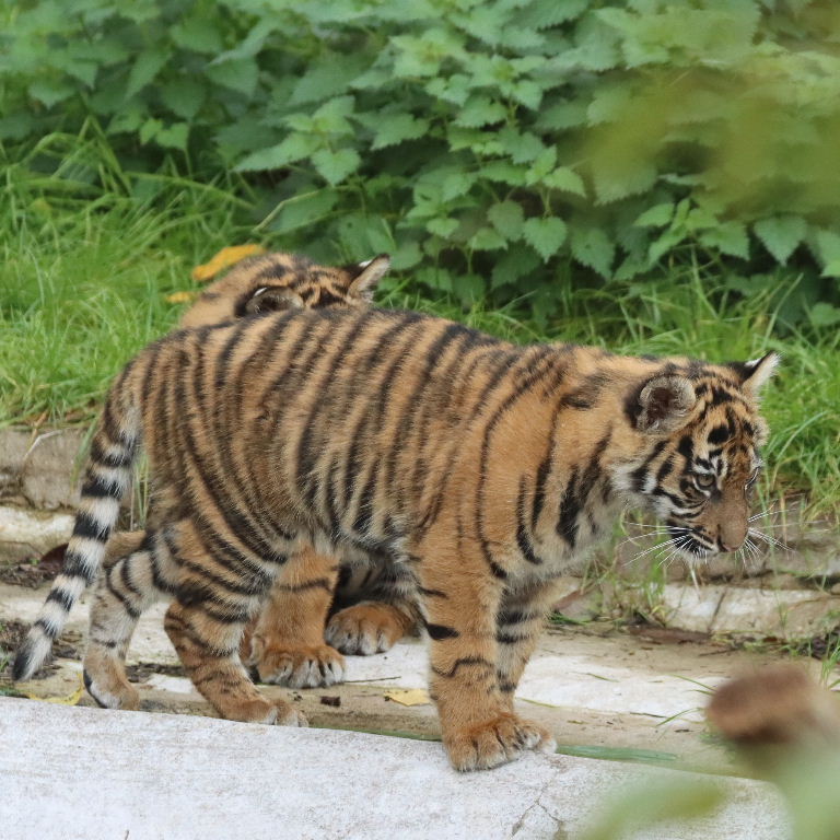 Sumatran Tiger cubs